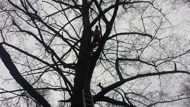 Arborist provedli v Havlkov Brod takzvan tahov zkouky u esti ol na hrzi rybnka Hastrman v parku Budoucnost.