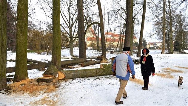 Kcen strom v zmeckm parku v Teli.