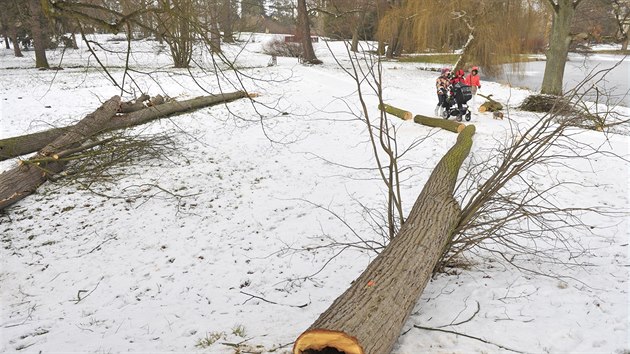 Kcen strom v zmeckm parku v Teli.