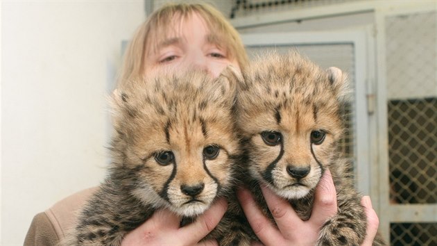 Olomoucká zoologická zahrada na Svatém Kopečku představila dvě mláďata geparda štíhlého, která se zde narodila loni na Štědrý den.