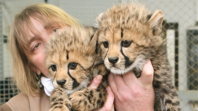 Olomoucká zoologická zahrada na Svatém Kopečku představila dvě mláďata geparda štíhlého, která se zde narodila loni na Štědrý den.