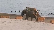 Zhruba roní slon se dokázal ubránit 14 hladovým lvicím, které u se do nj...