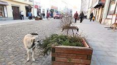 V Beneov ulici, hlavní pí zón, jsou laviky s kvtinái, které zajímají u...