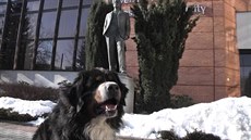 Pes Baa na promenád ped sochou zlínského rodáka