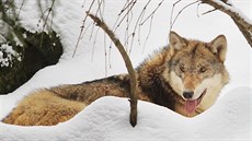 Vlice ve výbhu v Bayerwald-Tierpark v nmeckém Lohbergu. Za nkolik minut...