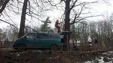 Arboristé provedli v Havlíkov Brod takzvané tahové zkouky u esti olí na...