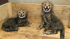 Olomoucká zoologická zahrada na Svatém Kopeku pedstavila dv mláata geparda...