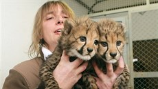 Olomoucká zoologická zahrada na Svatém Kopeku pedstavila dv mláata geparda...