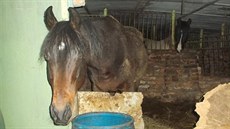 Snímek dvou koní po�ízený ochránci zví�at u chovatelky ve Velkých Losinách.