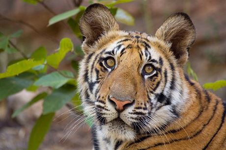 Indové pi poítání tygr prohráli se statistikou, tvrdí mozky z Oxfordu....