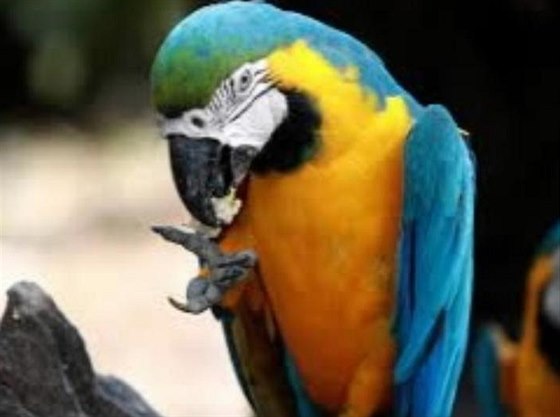 Ztracený papouek Ara Ararauna je velký 80 centimetr.