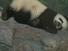 Jedno z troj�at pandy velk�, ��na