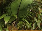 V tropickém skleníku Fata Morgana vykvetla vzácná palma Kerriodoxa elegans.
