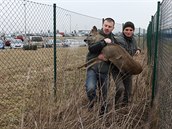 Členové Pražské zvířecí záchranky vynášejí srnce ze zúženého místa mezi ploty.