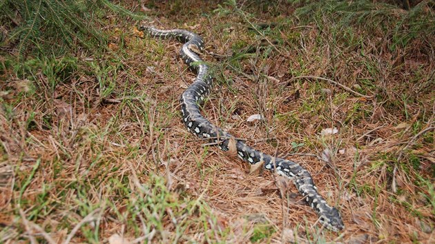 Dva exotické hady, krajtu kobercovou a hroznýšovce, kdosi odložil v hradeckých příměstských lesích, kde oba v chladu uhynuli (26.2.2015).