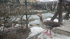 V buchlovské záchranné stanici se starají o voln ijící zvíata.