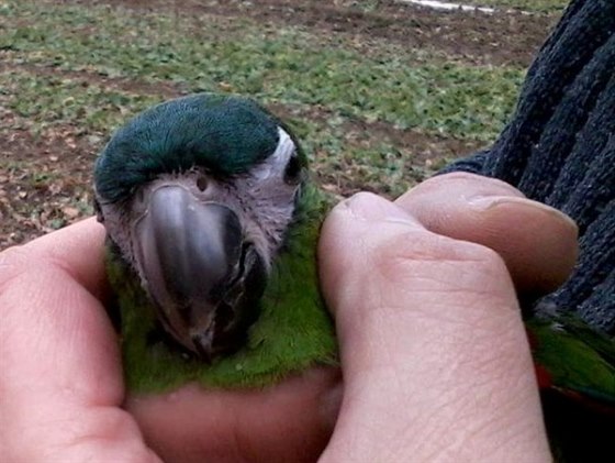 Papoušek uletěl majitelům v Chebu, ze stromu ho zachraňovali hasiči.