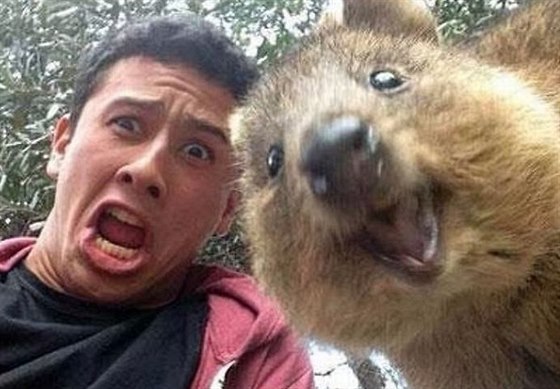 Selfie s klokanem Quokka jsou te hitem internetu.