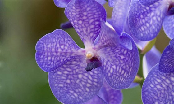 Souástí výstavy je prodej orchidejí a dalích zajímavých rostlin v zásobním...