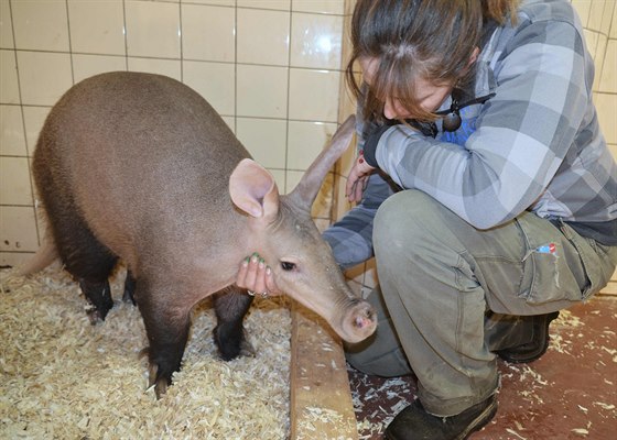 hrabá kapský z dvorské zoo (28.2.2015).