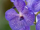 Souástí výstavy je prodej orchidejí a dalích zajímavých rostlin v zásobním...