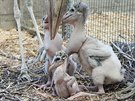 Pražská zoo doposud odchovala pod rodiči či pěstouny celkem 25 mláďat čápa...
