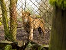 Sou��st� lv�ho safari ve dvorsk� zoo bude nov� pavilon i dal�� d�ev�n� hrad...