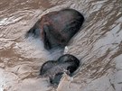 2002: René Jakl, Poslední minuty ivota slona Kádira v zatopené praské ZOO,...