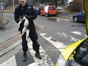 Strážníci vytáhli z motoru auta, které přijelo z Karlových Varů, mňoukající...
