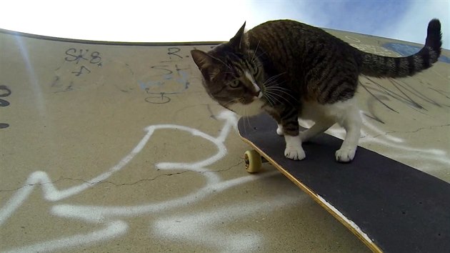 Skejtující kočka zvládá U-rampu i další překážky ve skateparku