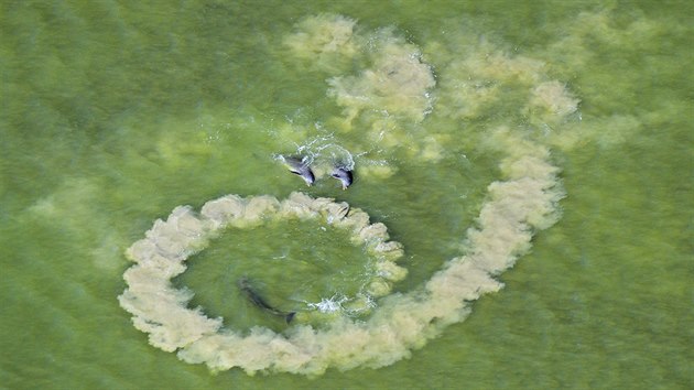 Takto organizovaně loví delfíni jen na dvou místech na Floridě. Vytvoří kolem kořisti stěnu ze zvířeného bahna, ta zpanikaří a vyskočí z vody. Tam už na ni čekají další členové delfíního gangu a chytí ji přímo ve vzduchu. Záběr je pořízený z vrtulníku.