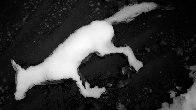 To není nadýchaný sněhový mrak, ale mrtvá liška ležící pod příkrovem sněhu na mořském pobřeží v Dublinu. 