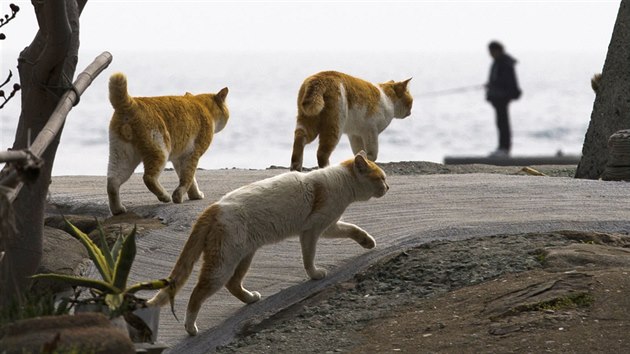 Přirozené nepřátele zde kočky nemají, takže se úplně volně procházejí po celém ostrůvku. Dokonce okupují opuštěné domy.