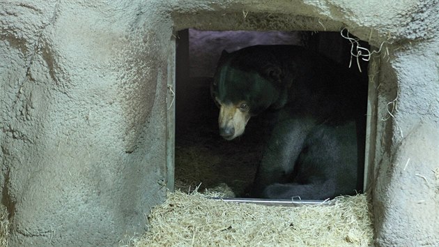 Medvěd malajský v jihlavské zoo.