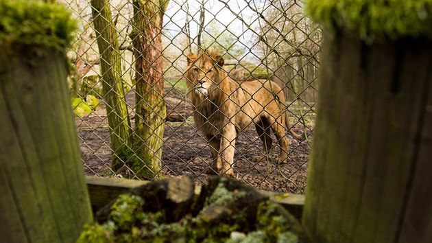 Soust lvho safari ve dvorsk zoo bude nov pavilon i dal devn hrad (5.3.2105).