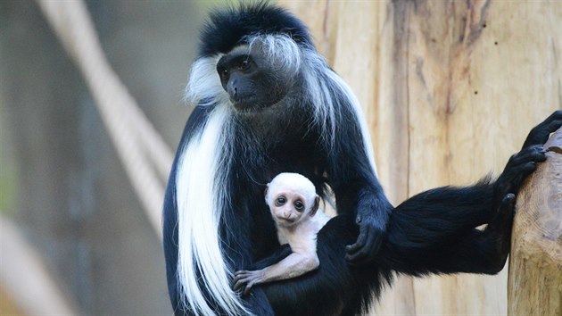 Nov mld guerzy angolsk ve dvorsk zoo (5.3.2015).