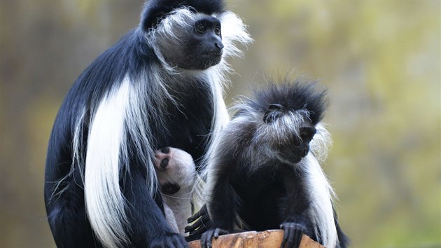 Nov mld guerzy angolsk ve dvorsk zoo (5.3.2015).