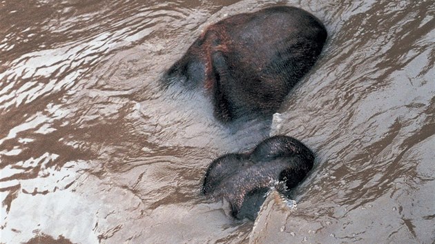 2002: Ren Jakl, Posledn minuty ivota slona Kdira v zatopen prask ZOO, 13. 8. 2002