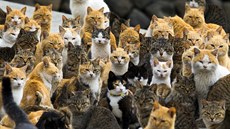 Kočky na japonském ostrově Aošima šestkrát převyšují počet obyvatel. 