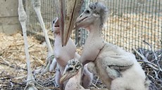 Pražská zoo doposud odchovala pod rodiči či pěstouny celkem 25 mláďat čápa...