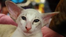 Seychelská kočka jménem ZZTOP z chovu Petry Jurutkové.