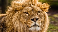 Souástí lvího safari ve dvorské zoo bude nový pavilon i dalí devný hrad...