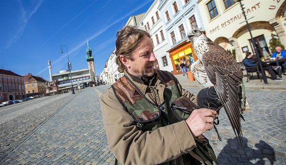 Postrach holub. Frantiek Miro na znojemském Masarykov námstí se sokolem...