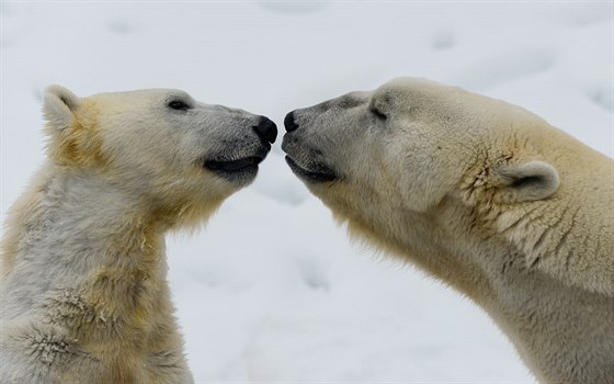Zoo v Ranua se pyšní chovem mnoha polárních zvířat včetně ledních medvědů.