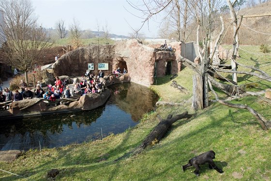 Gorily by se mly pesthovat do horní ásti zoologické zahrady. Tam pro n...