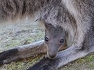 Mlád klokana rudokrkého v dínské zoo ji zaíná vykukovat z matina vaku a...