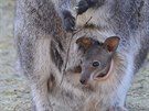 Mlád klokana rudokrkého v dínské zoo ji zaíná vykukovat z matina vaku a...