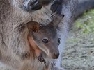 Mlád klokana rudokrkého v dínské zoo ji zaíná vykukovat z matina vaku a...