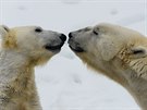 Zoo v Ranua se pyní chovem mnoha polárních zvíat vetn ledních medvd.