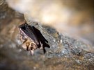 Pravidelné sítání netopýr na jejich zimovitích provádí u 25 let zoolog...